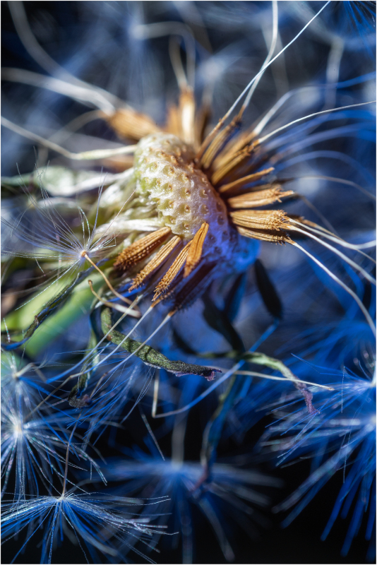 Dandelion detail