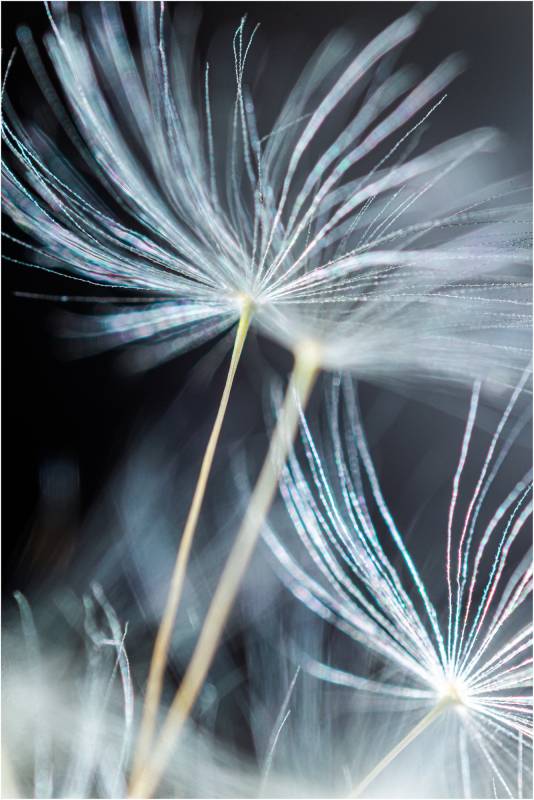 Dandelion detail