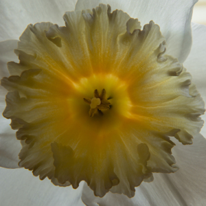 Spring flower macro