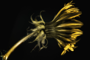Dandelion macro
