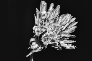 Dandelion macro
