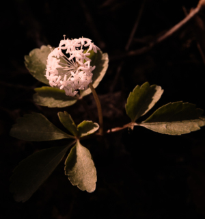 Macro flower