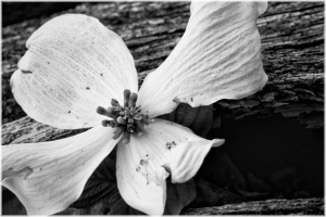 Dogwood Flower
