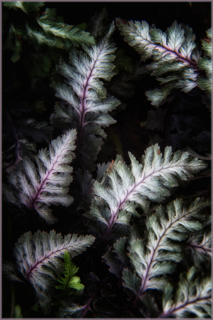 Japanese Painted Fern detail
