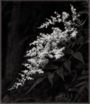 Clusters of white flowers