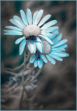 Flowers and beetles in infrared