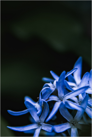 Blue flowers