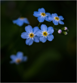 Forget Me Nots