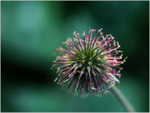 Skylands Botanical Gardens