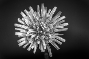 Dandelion detail