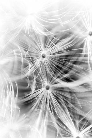Dandelion detail