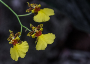 Washington Botanical Gardens