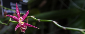 Washington Botanical Gardens
