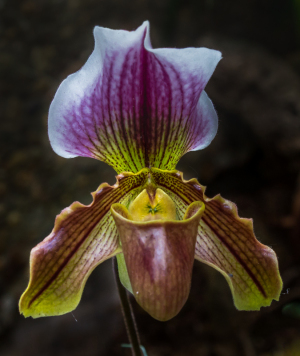 Washington Botanical Gardens
