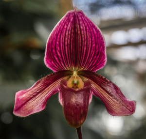 Washington Botanical Gardens