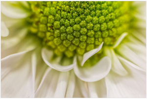 Close-up of a white flower's center with green textures and petals