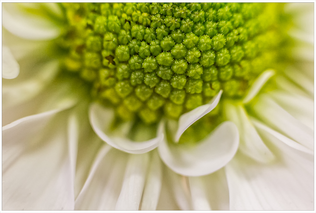 Close-up of a white flower's center with green textures and petals