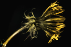 Dandelion macro