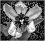 Tulip