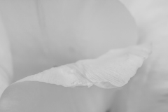 Macro tulip petal in infrared