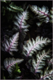 Japanese Painted Fern detail