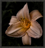 Daylily