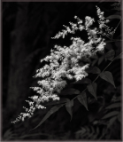 Clusters of white flowers