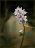 Intricate flower