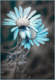 Flowers and beetles in infrared