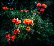 Poppies
