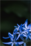 Blue flowers