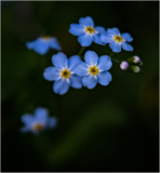 Forget Me Nots