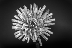 Dandelion detail