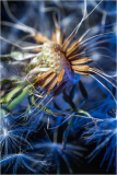 Dandelion detail