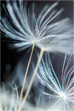 Dandelion detail