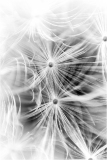 Dandelion detail