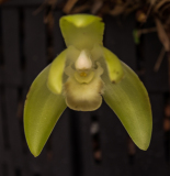 Washington Botanical Gardens