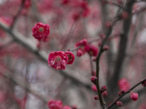 Trees bloomig in December