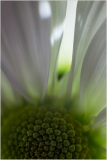 Close-up of a flower with white petals and a green center, showcasing delicate textures.