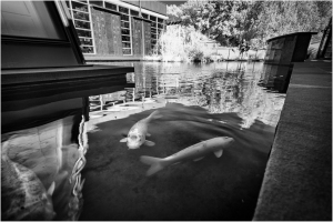 Koi pond at Green-Wood Cemetery, Brooklyn, NY