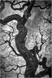 Japanese Maple - Detail