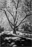 IR