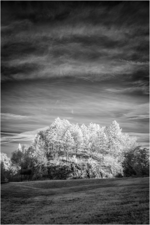 Eldritch landscape of a spectral grove beneath an oppressive sky.