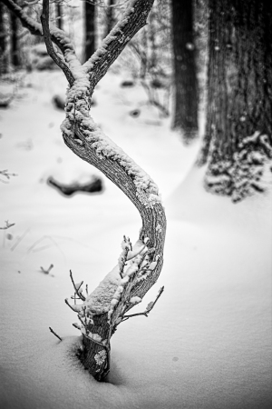 A twisted tree trunk draped in snow, surrounded by a winter forest.
