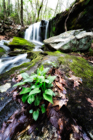 A vibrant green plant emerges from the damp earth near a cascading waterfall.