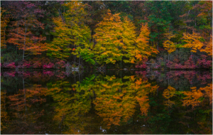 Vibrant autumn foliage reflected in a tranquil lake, showcasing nature's palette.