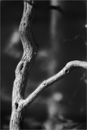 A gnarled branch with an eldritch form amidst an abyssal darkness.