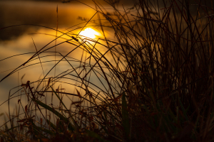 Golden sunlight glimmers through tall grass by a tranquil water surface.