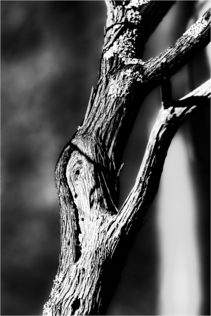 A gnarled branch reaching skyward, resembling eldritch forms in shadowy monochrome.