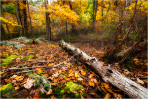 A forest floor adorned with vibrant autumn leaves and a fallen log.
